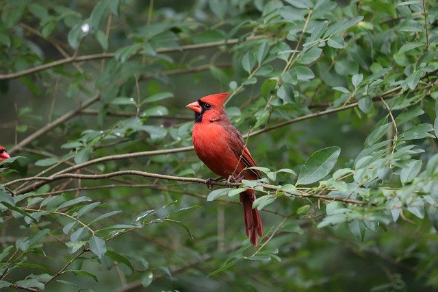 Cardinal